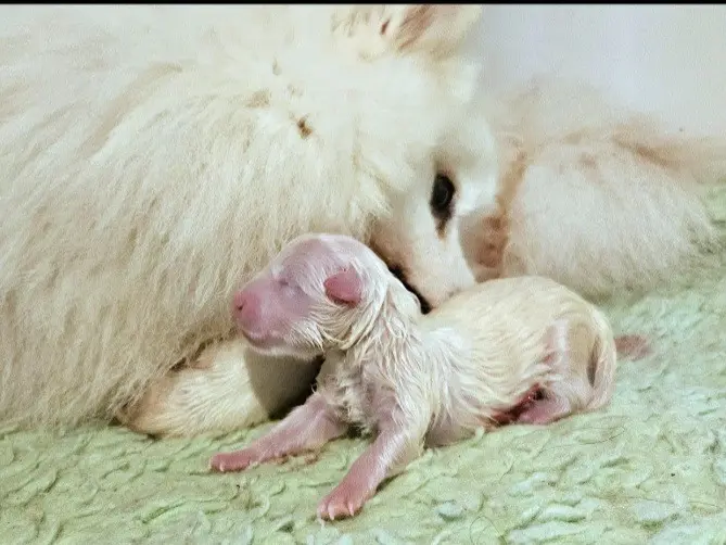 Chiot, Spitz japonais, élevage Des Joyeux Dahus