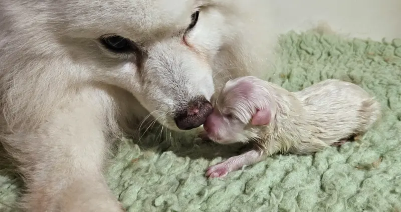 Chiot, Spitz japonais, élevage Des Joyeux Dahus