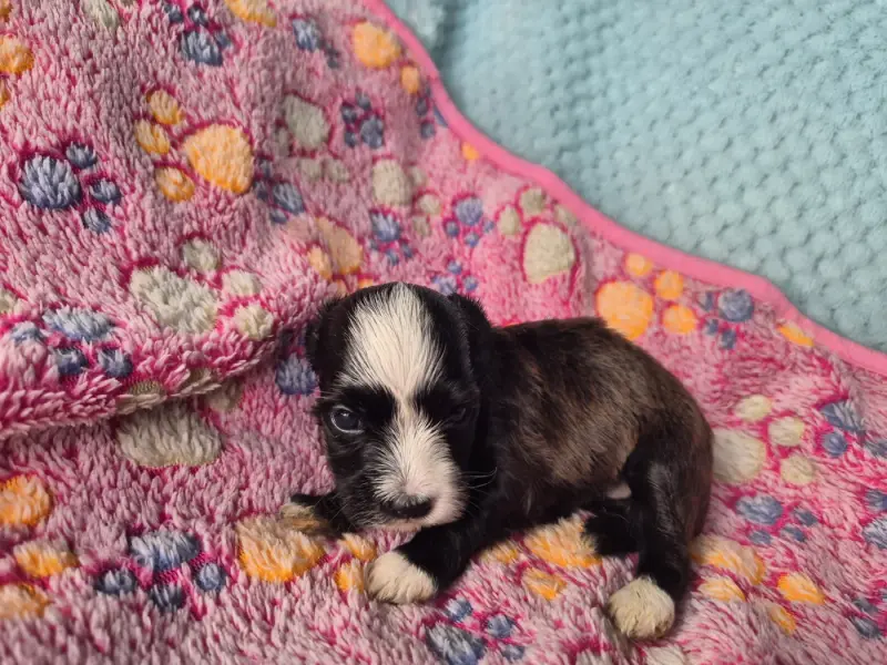 Chiot, Bichon havanais, élevage Du Printemps des Olivets