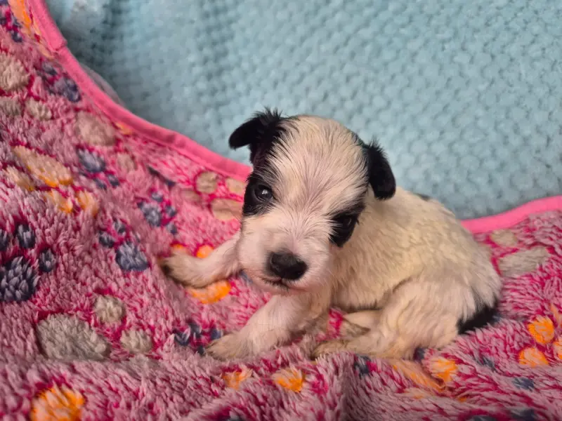 Chiot, Bichon havanais, élevage Du Printemps des Olivets