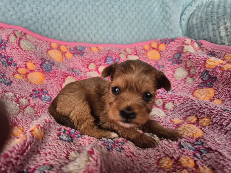 Chiot, Bichon havanais, élevage Du Printemps des Olivets