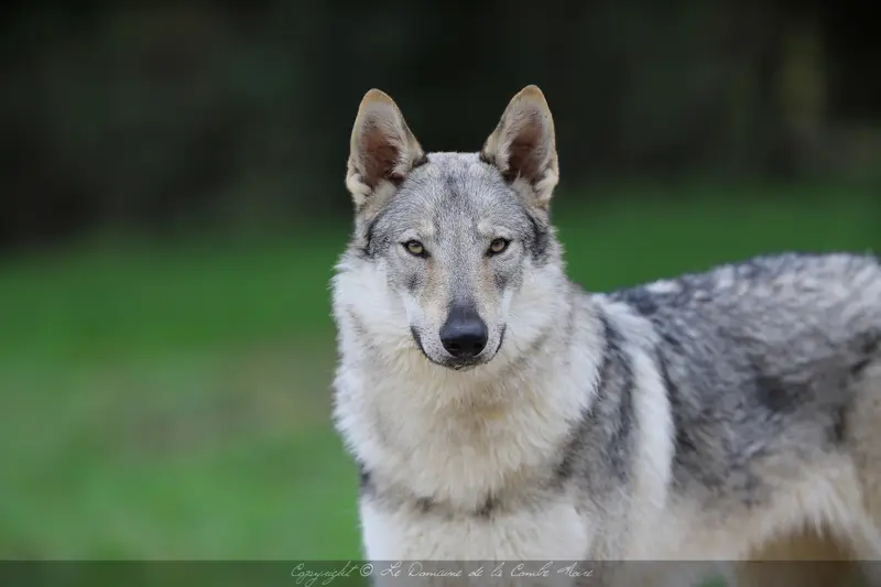 Mère de la portée de Chien loup tchécoslovaque, élevage Du Domaine de la Combe Noire
