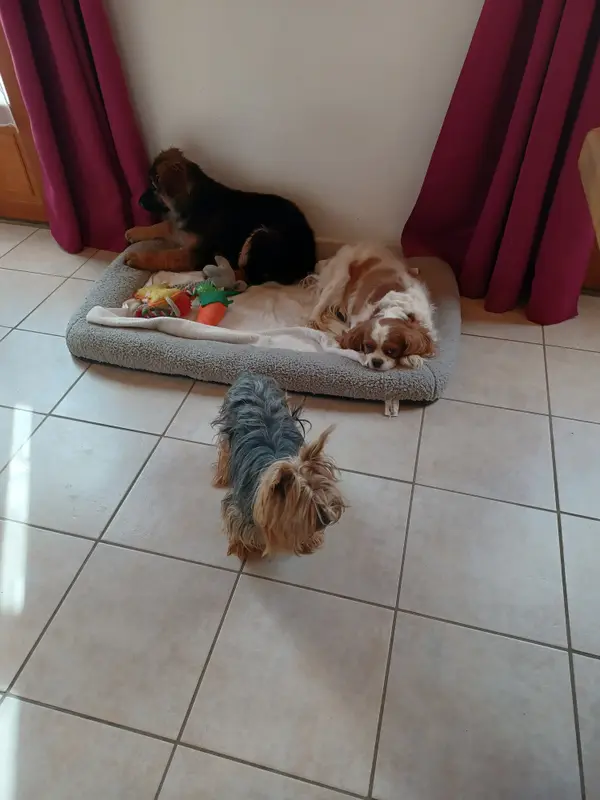 Photo de l'élevage Of Nice Animals