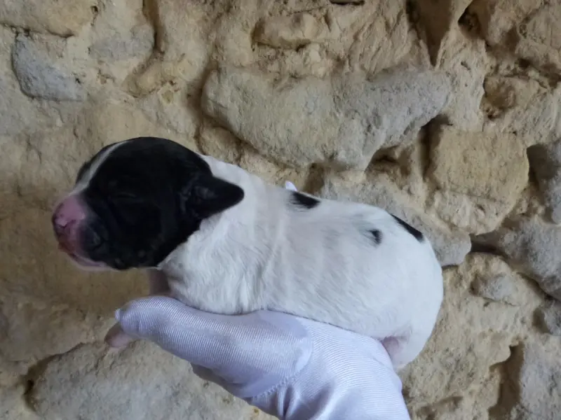 Photo de l'élevage Du Coeur Ambre