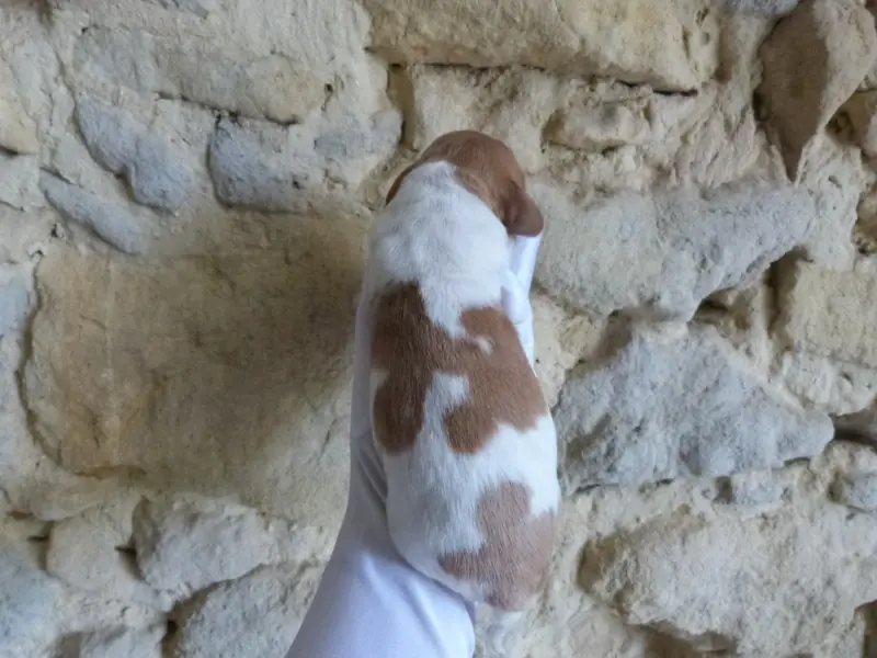 Male A., Épagneul breton, élevage Du Coeur Ambre