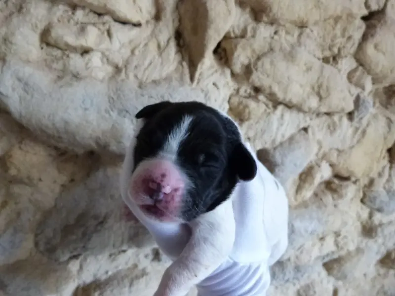 Photo de l'élevage Du Coeur Ambre