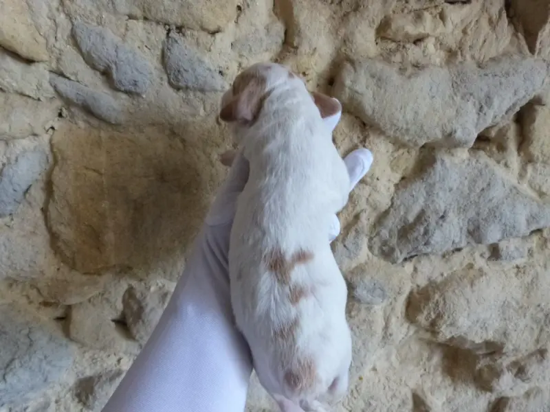 Photo de l'élevage Du Coeur Ambre