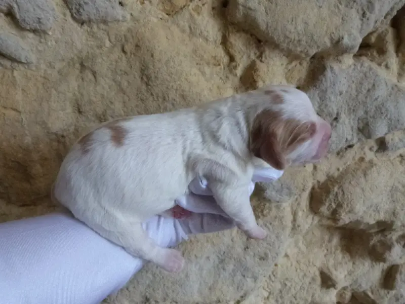 Male B., Épagneul breton, élevage Du Coeur Ambre