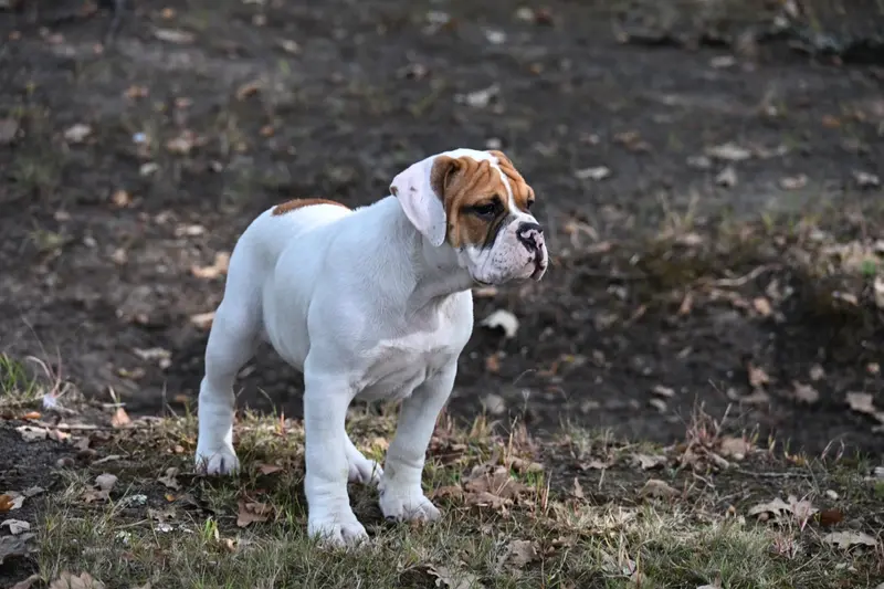 Portée de Bulldog continental, élevage Du Haut de la Girauderie