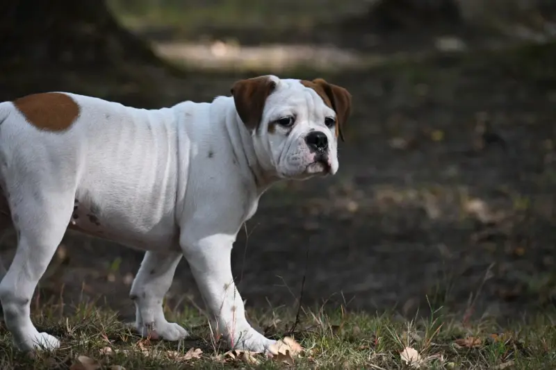 Chiot, Bulldog continental, élevage Du Haut de la Girauderie