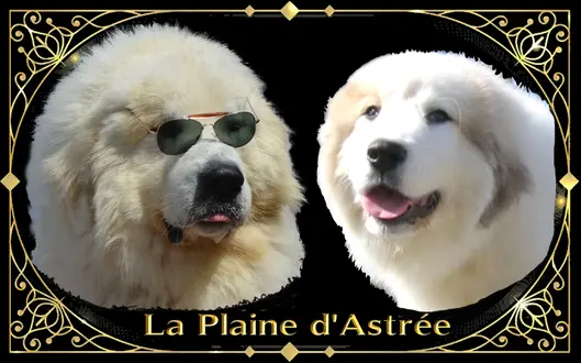 Portée de Chien de montagne des Pyrénées, élevage De la Plaine d'Astree