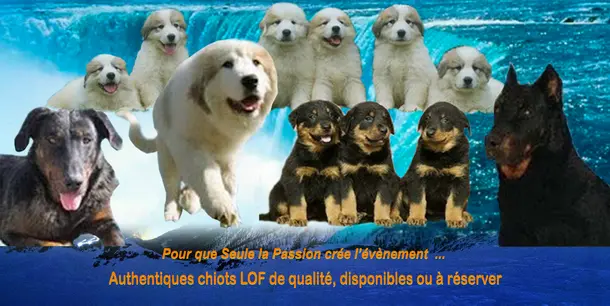 Portée de Chien de montagne des Pyrénées, élevage De la Plaine d'Astree