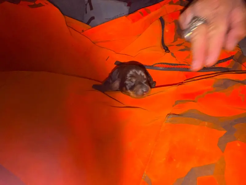 Portée de Teckel, élevage De l'Antre des Jacks