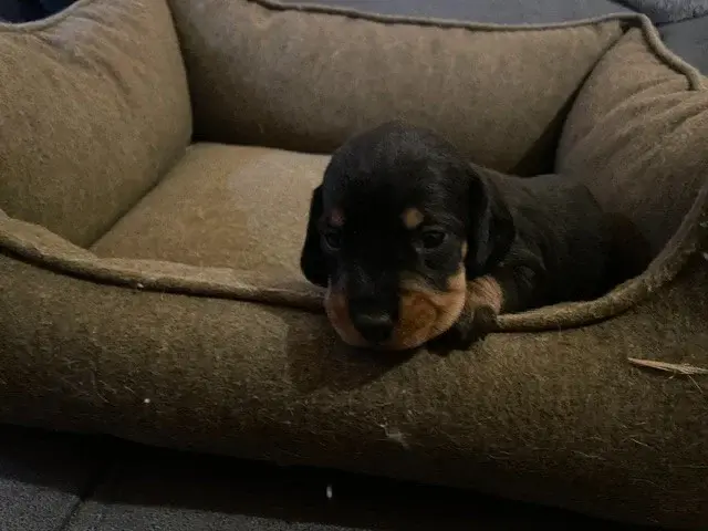 Chiot, Teckel, élevage De l'Antre des Jacks