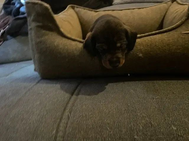Chiot, Teckel, élevage De l'Antre des Jacks