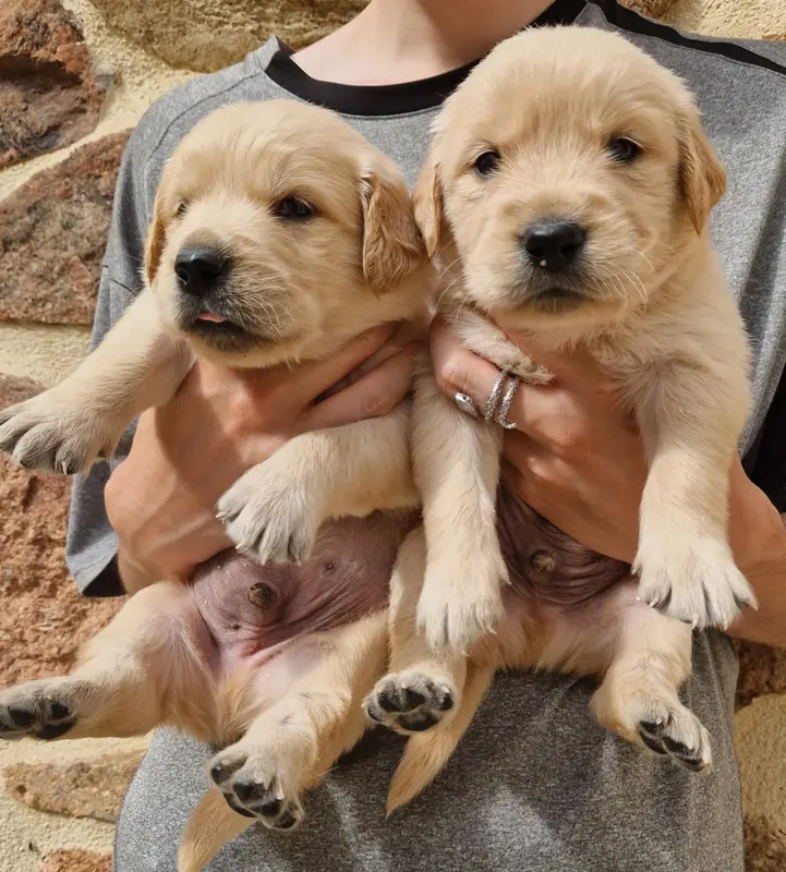 Portée de Golden retriever, élevage Des Terres Sacrees