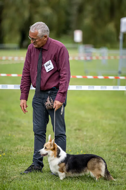 Mère de la portée de Welsh corgi Pembroke, élevage Des Salines de Goupil