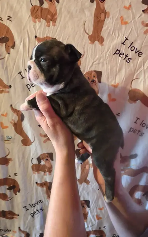 Chiot Femelle N°1, Boston terrier, élevage De Milantosa