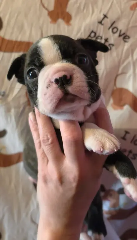 Chiot Mâle N°2, Boston terrier, élevage De Milantosa