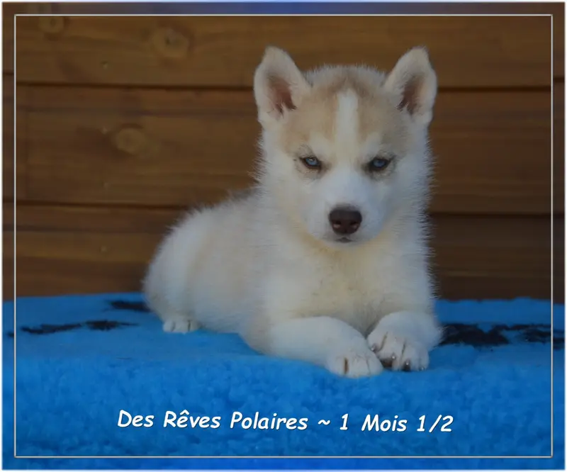 Boomer Des Rêves Polaires, Husky sibérien, élevage Des Reves Polaires