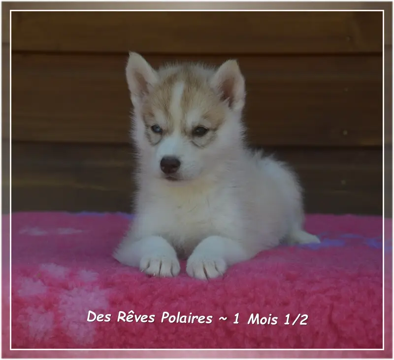 Photo de l'élevage Des Reves Polaires