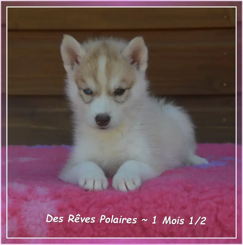 Photo de l'élevage Des Reves Polaires