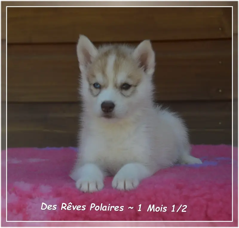 Portée de Husky sibérien, élevage Des Reves Polaires