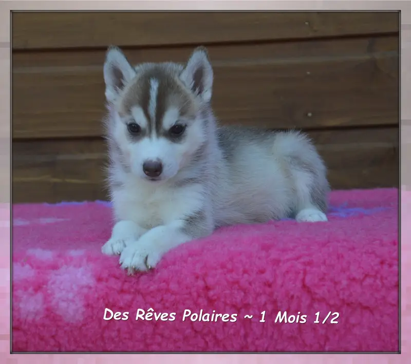 Photo de l'élevage Des Reves Polaires