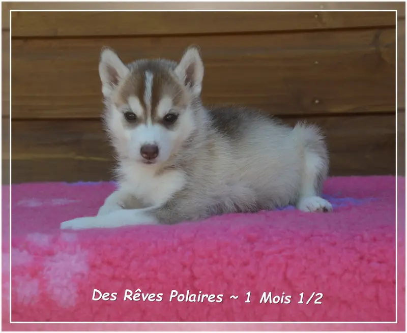 Photo de l'élevage Des Reves Polaires