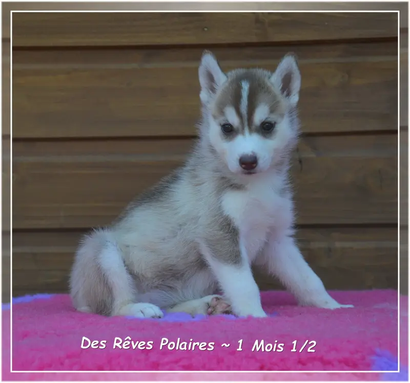 Photo de l'élevage Des Reves Polaires