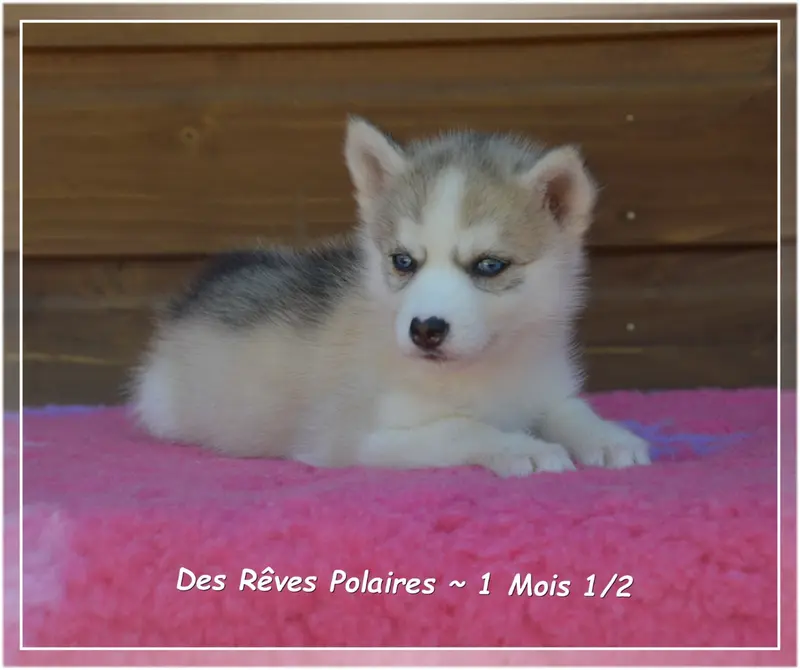 Photo de l'élevage Des Reves Polaires