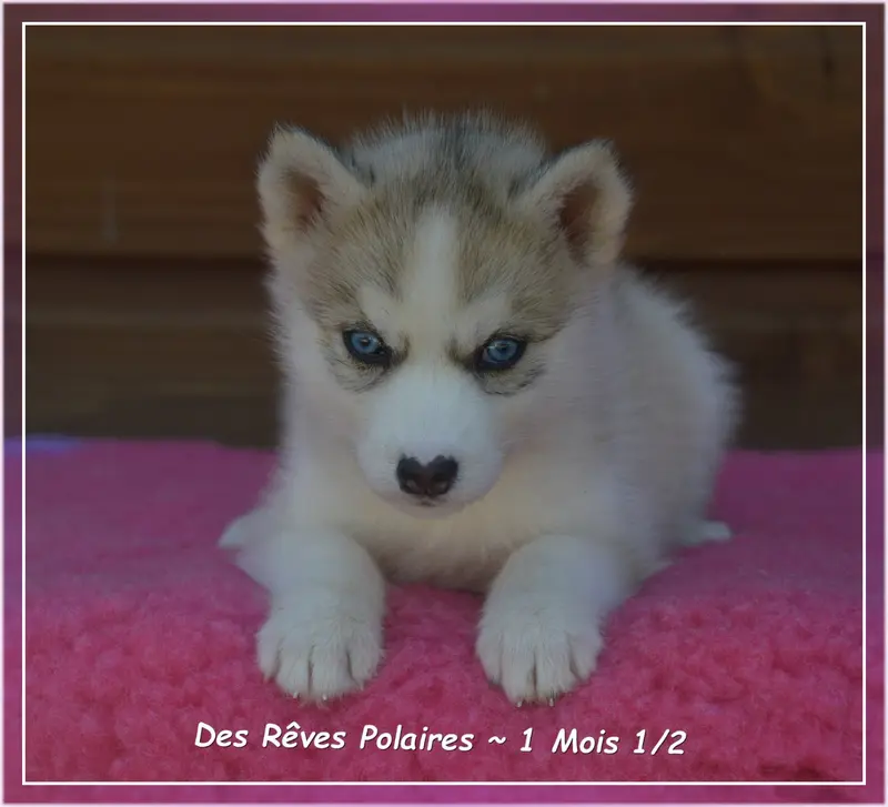 Photo de l'élevage Des Reves Polaires