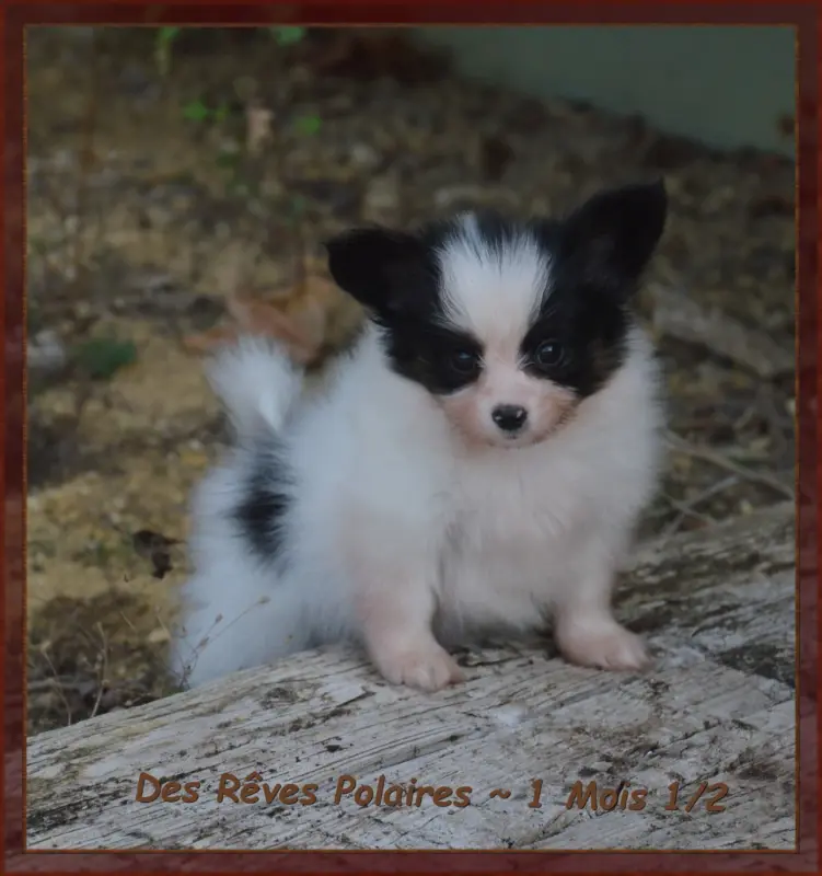 Chiot, Épagneul nain continental, élevage Des Reves Polaires