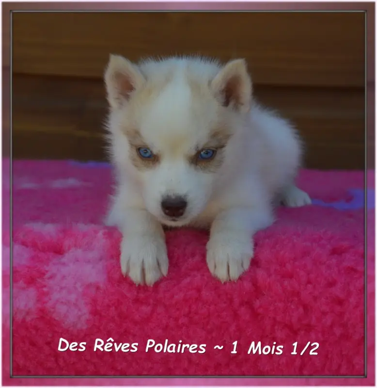 Bonny Des Rêves Polaires, Husky sibérien, élevage Des Reves Polaires