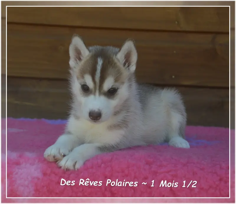 Photo de l'élevage Des Reves Polaires