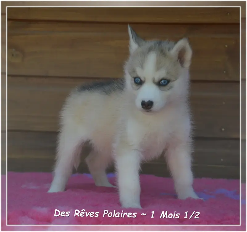 Photo de l'élevage Des Reves Polaires