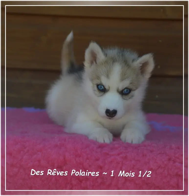 Photo de l'élevage Des Reves Polaires
