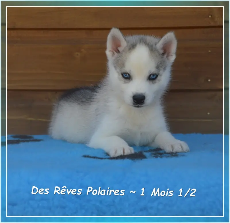 Byron Des Rêves Polaires, Husky sibérien, élevage Des Reves Polaires