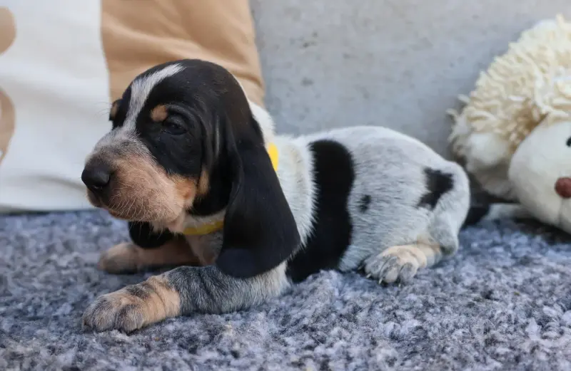 Bertrand / Boston collier jaune, Basset bleu de Gascogne, élevage Des Vallees Longeronnaises