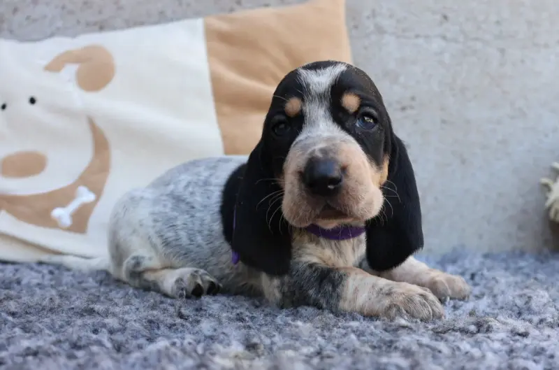 Barnabé / Brady collier bleu, Basset bleu de Gascogne, élevage Des Vallees Longeronnaises