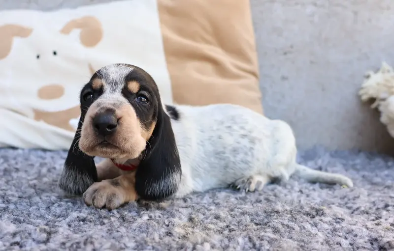 Balzac collier rouge, Basset bleu de Gascogne, élevage Des Vallees Longeronnaises