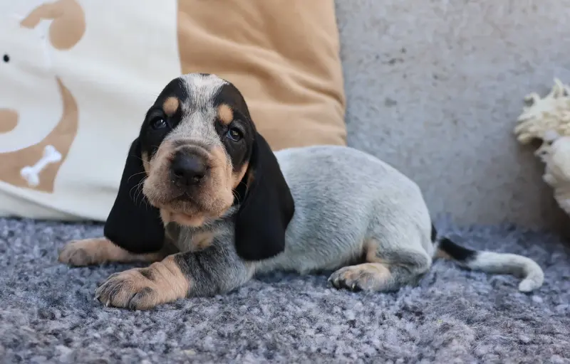 Barthes / Bailey collier marron - kaki, Basset bleu de Gascogne, élevage Des Vallees Longeronnaises