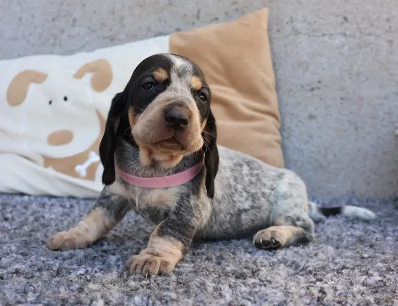 Bakara / Belle Bérengère, Basset bleu de Gascogne, élevage Des Vallees Longeronnaises