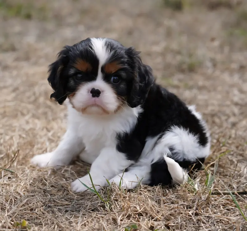 Brookie, Cavalier King Charles, élevage Of Fantasia Collies