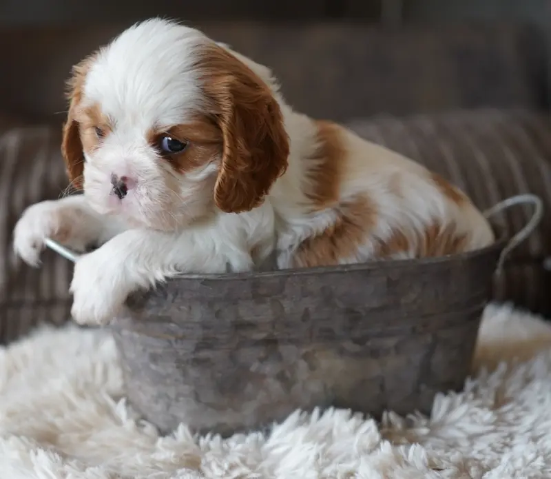 Billie, Cavalier King Charles, élevage Of Fantasia Collies