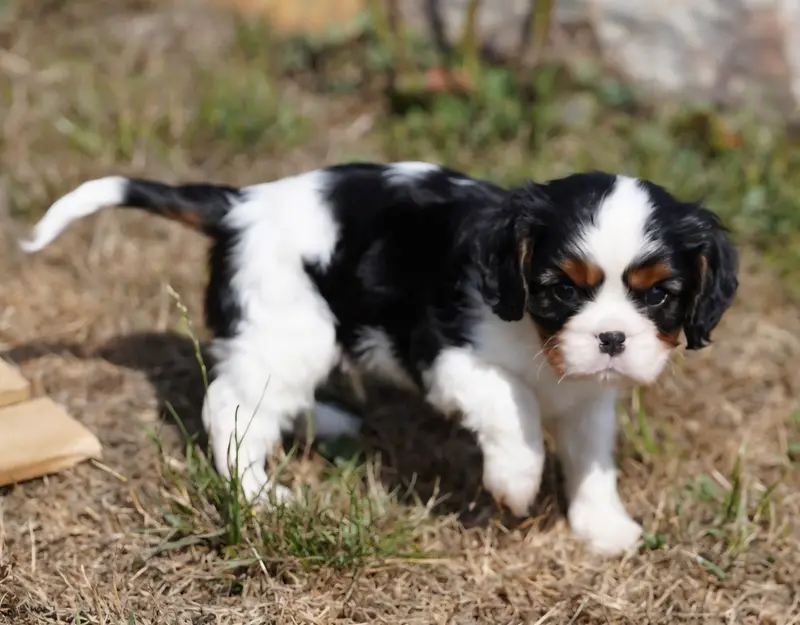 Photo de l'élevage Of Fantasia Collies