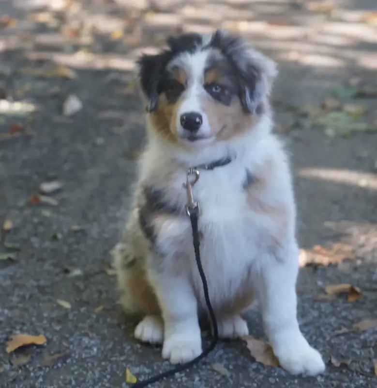 Portée de Berger australien, élevage Of Fantasia Collies