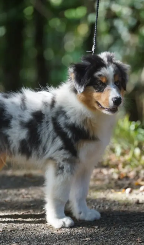 Portée de Berger australien, élevage Of Fantasia Collies