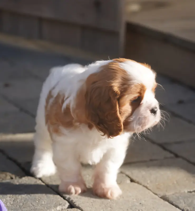 Portée de Cavalier King Charles, élevage Of Fantasia Collies