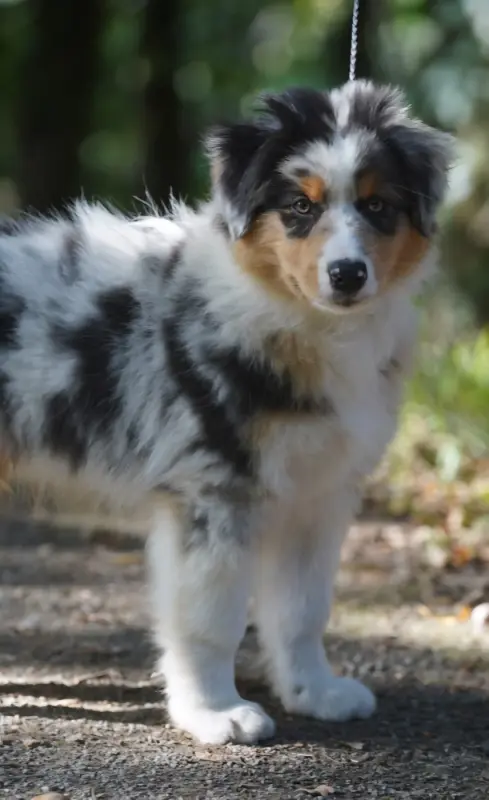Portée de Berger australien, élevage Of Fantasia Collies